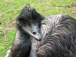 Pure Emu Oil Producer