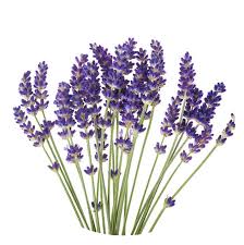 Lavender Oil